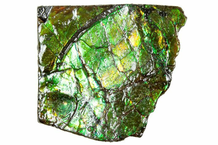 Iridescent Ammolite (Fossil Ammonite Shell) - Alberta #311407